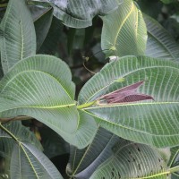 Miconia calvescens DC.